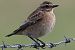 Tarier des prés (Saxicola rubetra) © Daniel Abiven