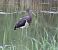 Cigogne noire  - Fabrice Launay