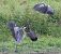 Cigogne noire  - Fabrice Launay