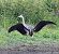 Cigogne noire  - Fabrice Launay