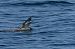 Puffin yelkouan  - Faune Océan