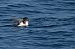 Puffin yelkouan  - Faune Océan