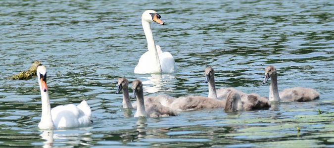 Cygne tuberculé  - Dominique et Franck Moinault