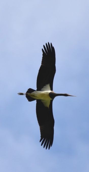 Cigogne noire  - Dominique et Franck Moinault