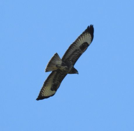 Buse variable 