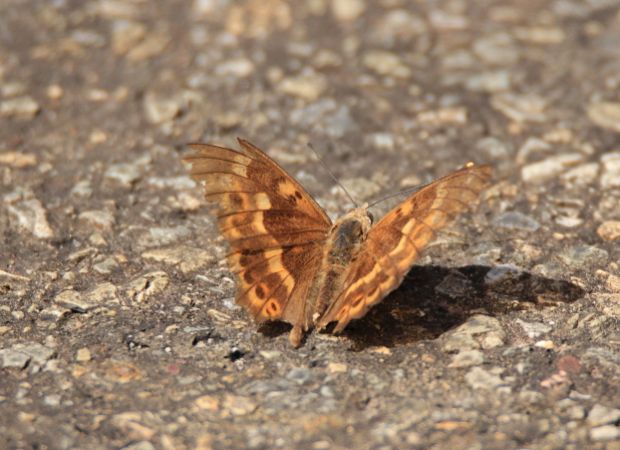 Petit Mars changeant  - Christophe Durbecq (ReNArd )