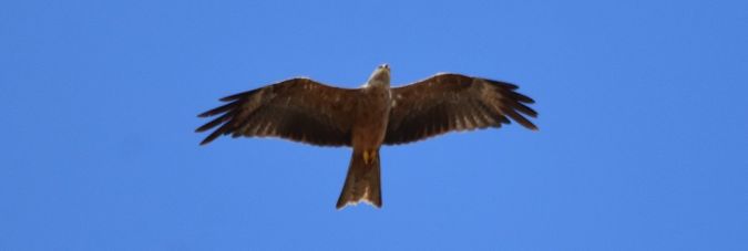 Black Kite  - Dominique et Franck Moinault