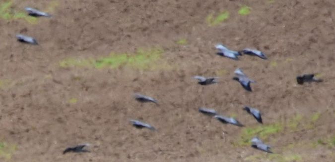 Pigeon colombin  - Dominique et Franck Moinault