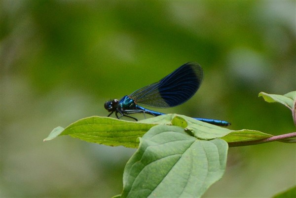Banded Demoiselle  - Nelly Thiébaut