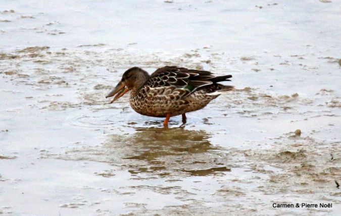 Canard souchet  - Pierre & Carmen Noël / Pixner