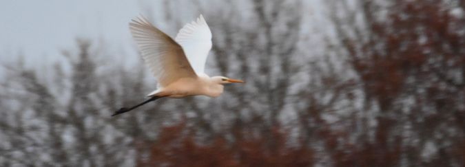Grande Aigrette  - Dominique et Franck Moinault