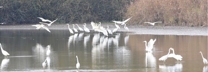 Grande Aigrette  - Dominique et Franck Moinault