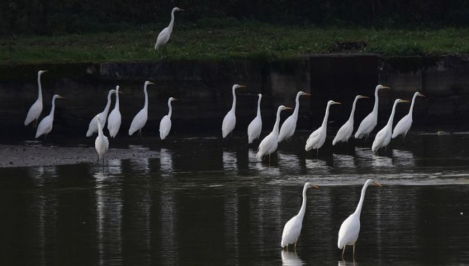 Grande Aigrette  - Dominique et Franck Moinault