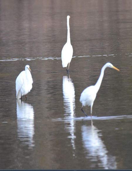 Grande Aigrette  - Dominique et Franck Moinault