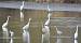 Grande Aigrette  - Dominique et Franck Moinault