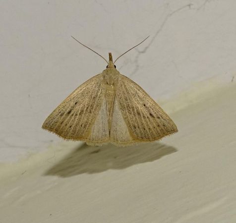 Macrochilo cribrumalis  - Emmanuel Le Roy