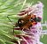 Deraeocoris ruber © Graciane Lesage (ReNArd)