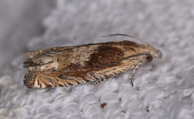 Eucosma sp.  - Johann Chrétien