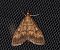 Pyrale du Maïs (Ostrinia nubilalis) © Johann Chrétien