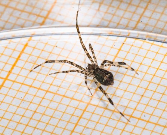 Episinus maculipes  - Claude Champarnaud