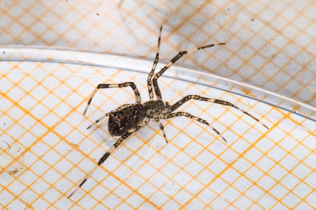 Episinus maculipes  - Claude Champarnaud