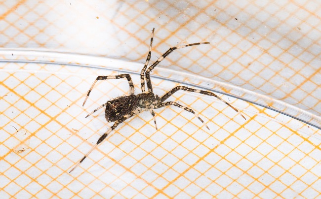 Episinus maculipes  - Claude Champarnaud