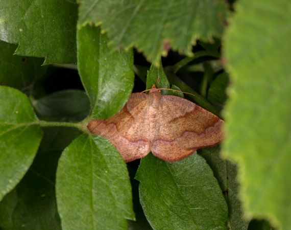 Plagodis pulveraria  - Claude Champarnaud