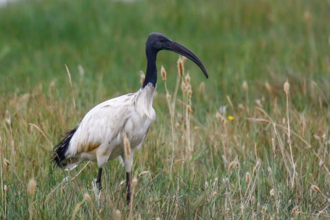 Ibis sacré  - Yves Geay