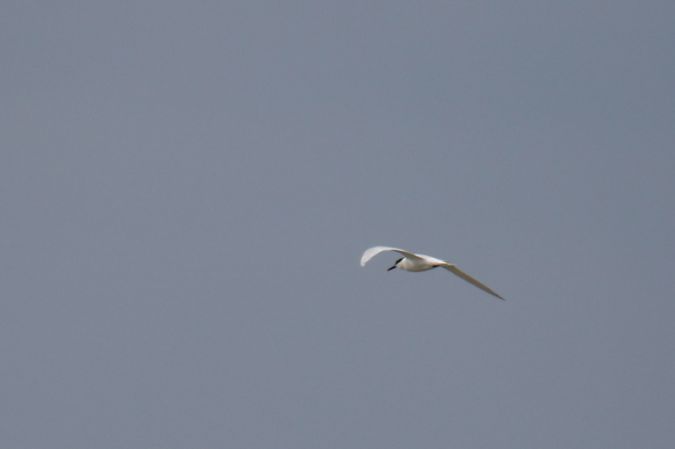 Sterne caugek  - Yves Geay