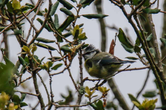 Mésange bleue  - Yves Geay