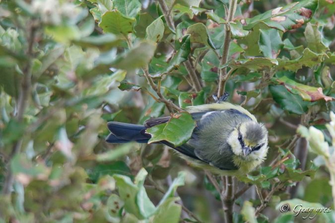 Mésange bleue  - Yves Geay