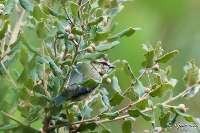 Mésange bleue  - Yves Geay