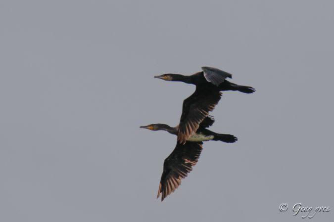 Grand Cormoran  - Yves Geay