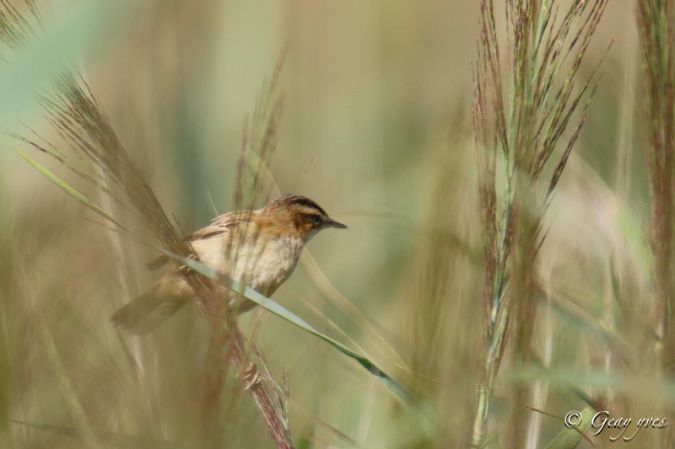 Phragmite des joncs  - Yves Geay