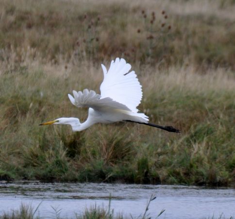 Grande Aigrette  - Françoise Brien