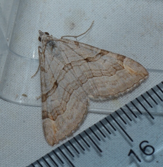 Aplocera efformata  - Hazel West