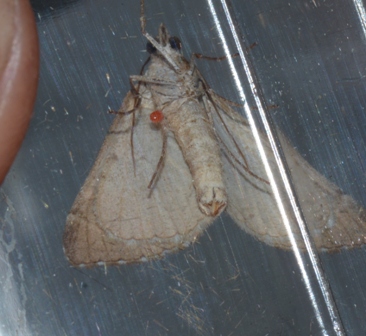 Aplocera efformata  - Hazel West