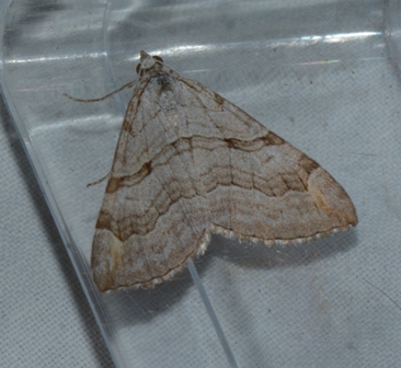 Aplocera efformata  - Hazel West