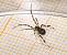 Episinus maculipes  - Claude Champarnaud