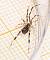 Episinus maculipes  - Claude Champarnaud
