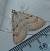 Aplocera efformata  - Hazel West