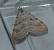 Aplocera efformata  - Hazel West