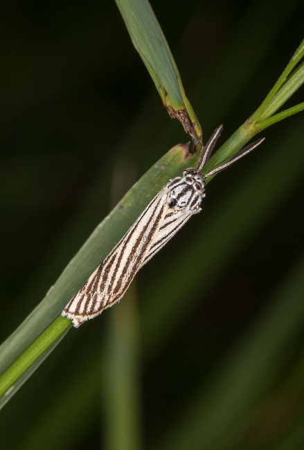Ecaille striée  - Claude Champarnaud