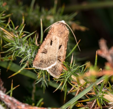 Point d'exclamation  - Claude Champarnaud