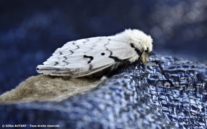 Bombyx disparate  - Gilles Autant