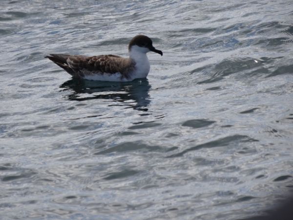 Puffin majeur  - Maxence Pajot