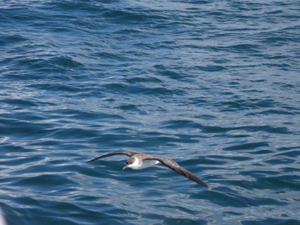 Puffin majeur  - Maxence Pajot