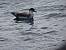 Puffin majeur  - Maxence Pajot