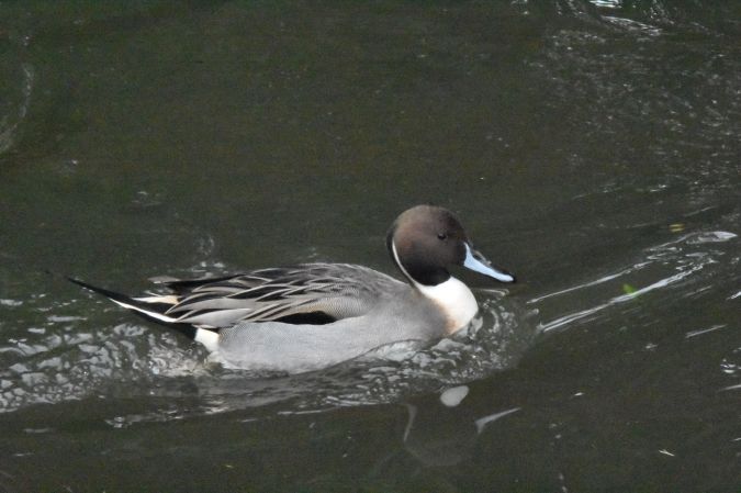 Canard pilet  - Emmanuelle Duflot-Charre