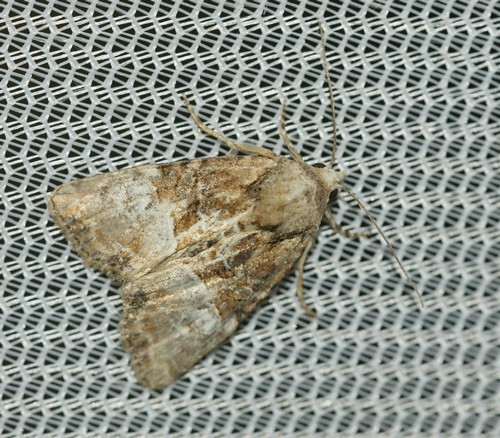 Mesoligia furuncula  - Olivier Laluque